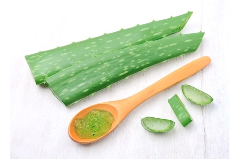 Aloe vera, plante courante dans les infusions et les préparations
